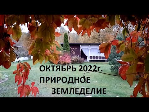Видео: Октябрь 2022 - природное земледелие. Заключительная серия.