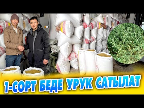 Видео: 1-сорт БЕДЕ УРУК дүң жана чекене баада САТЫЛАТ ~ Сапатына кепилдик бар 95% өнөт