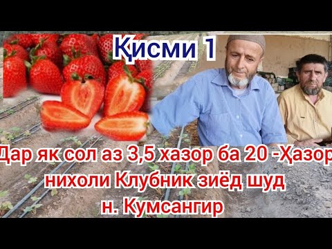 Видео: Рушди Клубникпарвари бо Биогумус дар ноҳияи Ҷайҳун 