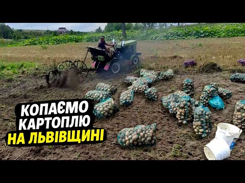 Видео: Копаємо картоплю. Наший врожай картоплі 