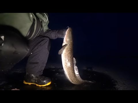 Видео: НОЧНЫЕ НАЛИМЫ НА ПЕРВОМ ЛЬДУ НА СТУК !!!