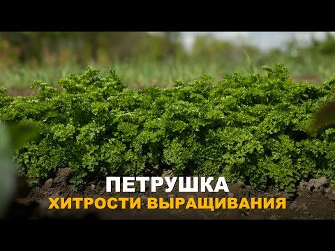 Видео: КАК ВЫРАСТИТЬ ПЫШНУЮ ПЕТРУШКУ.  Посев петрушки, нюансы посева и выращивания.