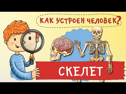 Видео: Как устроен человек? Как устроен мой скелет. Зачем мне кости?