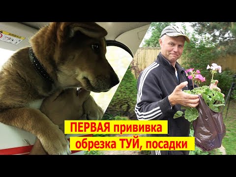 Видео: Первая прививка Марты, обрезка туй, посадка однолетников. Майский рабочий Влог.