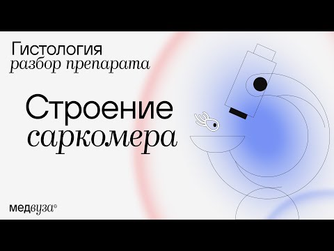 Видео: Строение саркомера | Гистология