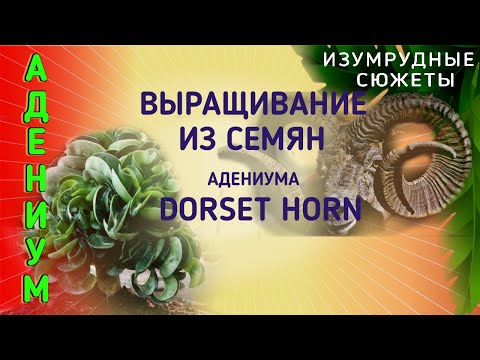 Видео: Выращивание из семян адениума DORSET HORN.   Вопросы и ответы.