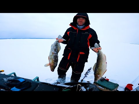 Видео: ПРИШЛА ВЕСНА! Ловля Судака на Вибы со льда. Рыбалка 2024.