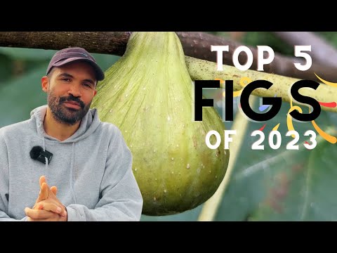 Видео: 5 лучших сортов инжира 2023 года: наши лучшие инжиры года для зоны 6