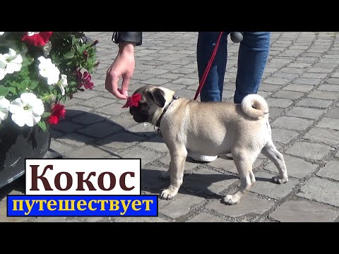 Видео: Замечательная прогулка со ЩЕНКОМ. МОПС. Бельгия, Де Хан ( De Haan ). Достопримечательности.