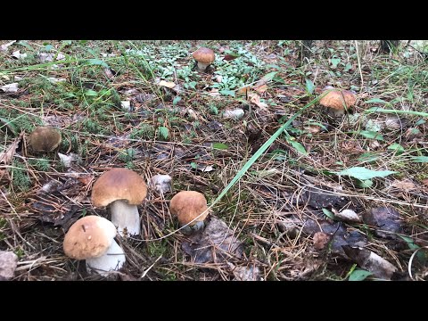 Видео: БЕЛЫЕ ГРИБЫ НА КАЖДОМ ШАГУ!!! СУПЕР ПОЛЯНЫ БЕЛЫХ ГРИБОВ! ЗМЕИ В ЛЕСУ! ЗАБЛУДИЛСЯ В ЛЕСУ!!!