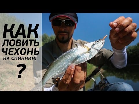 Видео: Как ловить чехонь на спиннинг. Андрей Старков. [FishMasta.ru]