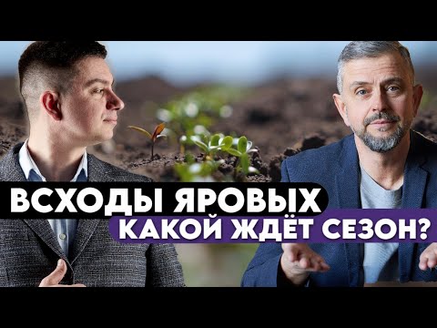 Видео: Лён, горох, чечевица. Как сказался мороз, есть ли эффект от обработок и куда пропали мыши?