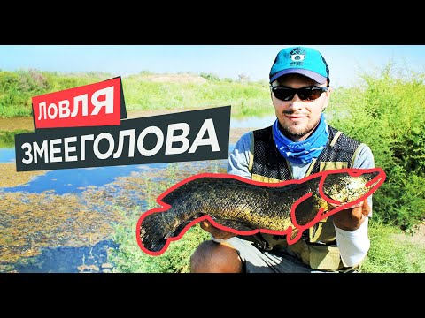 Видео: Ловля змееголова 2020. Узбекистан / Catching snakehead 2020. Uzbekistan