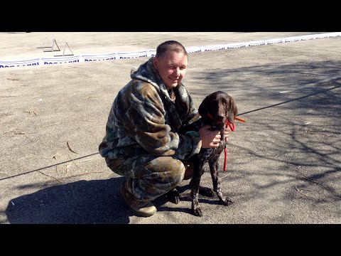 Видео: Курцхаары -  Глориус Хантер Урика и Тира Эксперт Трофимова Н. Е. Выставка собак Клуб  Vivat  Ростов