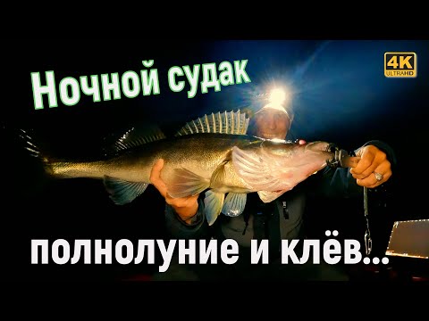 Видео: Ночной СУДАК в ПОЛНОЛУНИЕ. Рыбалка с Active Target