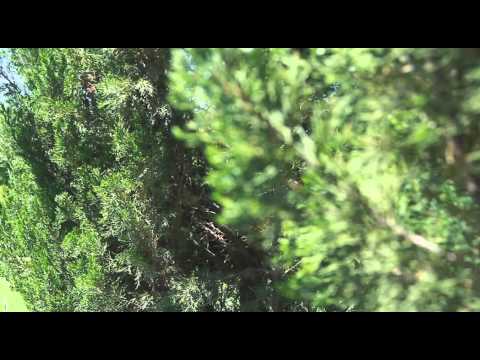 Видео: Большие города. Есик