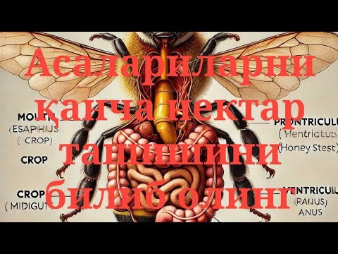 Видео: АСАЛАРИЛАРНИНГ ОВҚАТ ХАЗМ ҚИЛИШ СИСТЕМАСИ ВА НИШ (ЧАҚУВЧИ ) ОРГАНЛАРИ