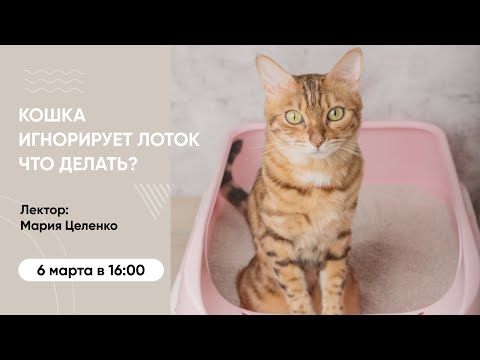 Видео: Вебинар «Кошка игнорирует лоток и наполнитель. Что делать?»
