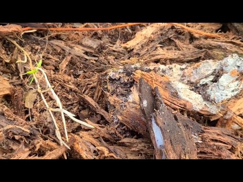 Видео: Кладезь бактерий и грибов для БАРМАТУХИ Дзамболата ( повтор от 11 марта 2024г)