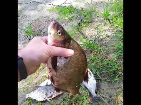 Видео: Лещь на сало и пенопласт в июле\Рыбалка на реке Сож.
