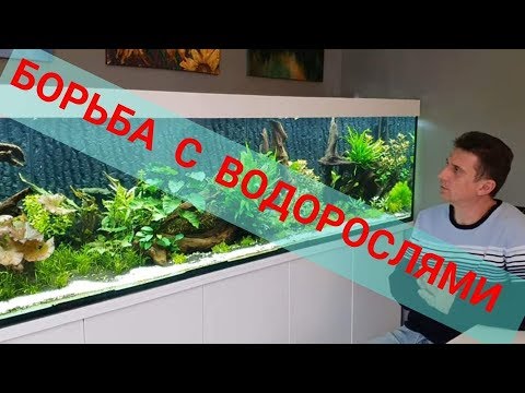 Видео: Водоросли...Победа! Их нет. Аквариум 250×60×50 на 750 л через 1,5 месяца после запуска. Часть 23.