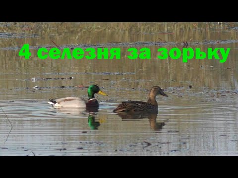 Видео: УДАЧНАЯ ОХОТА НА СЕЛЕЗНЯ ВЕСНОЙ С ПОДСАДНОЙ УТКОЙ!