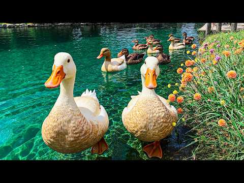 Видео: Исцеление у озера 🕊️ Утки, цветы и кристальная вода создают идеальный момент релаксации 💕