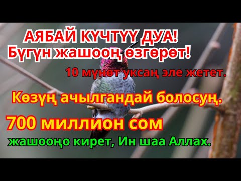 Видео: Акчаны магниттей тарткан дуба — Көптөр далилдеген