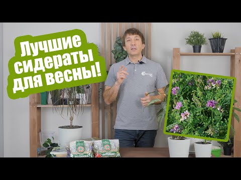 Видео: Когда сеять сидераты весной? Лучшие сидераты для теплицы и открытого грунта