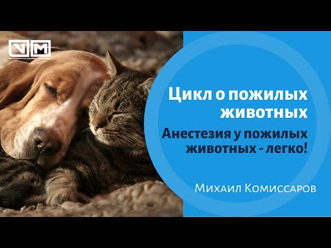 Видео: Анестезия у старых животных - легко!