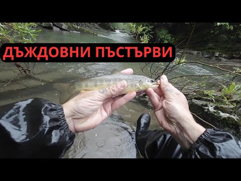 Видео: ДЪЖДОВНИ ПЪСТЪРВИ