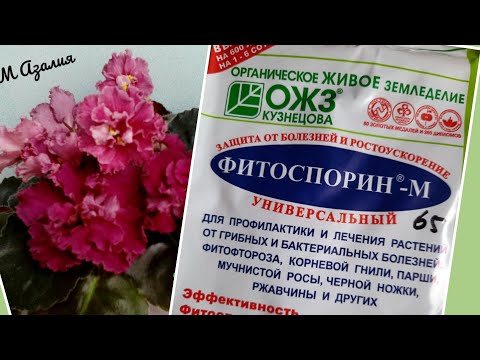 Видео: Фиалки! Фитоспорин!
