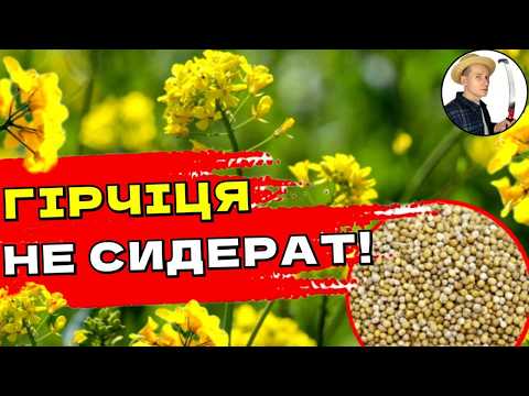 Видео: НІКОЛИ НЕ ПІЗНО підвищити врожайність:  Гірчиця як сидерат - 5 секретів🌱