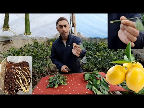 Видео: Лимон қаламча қилиш. Тўлиқ маълумот.