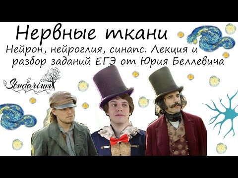 Видео: Нервные ткани. Нейрон, нейроглия, синапс. Лекция и разбор заданий от Юрия Беллевича