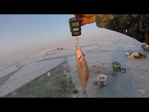 Видео: #КАПЧАГАЙ! Я НЕ ЗНАЛ ЧТО ВОБЛА МОЖЕТ БЫТЬ ТАКИХ РАЗМЕРОВ!!!