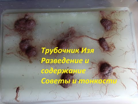 Видео: Трубочник Изя, разведение и содержание. Советы и тонкости