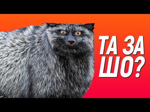 Видео: ОНИ УБИЛИ ЛИСИЧКУ | MANYRIN СМОТРИТ СКОЛЬКО СТОИТ ШМОТ
