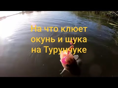 Видео: На что клюет окунь и щука на Турунчуке.