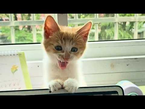 Видео: «Ты хорошо позаботишься о моём детёныше?» Бродячая кошка, увидев состояние котёнка, ушла довольная.