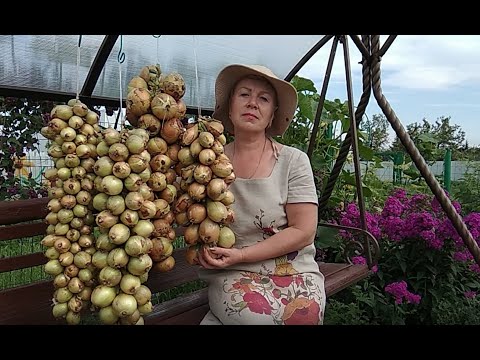 Видео: 36 стр.  Луковое счастье- 3 косы Тюменский огород