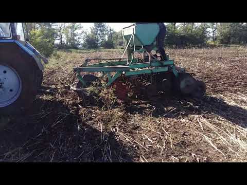 Видео: Уборка подсолнечника  и прямой посев пшеницы