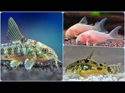 Видео: Крапчатый сомик Его особенности и Содержание в аквариуме Размножение и с кем уживается