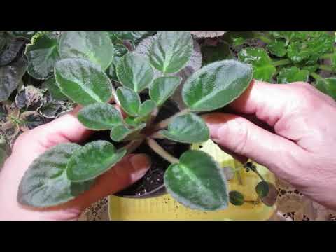 Видео: У фиалки сохнут листья.Краевой НЕКРОЗ! Спасаем растение!