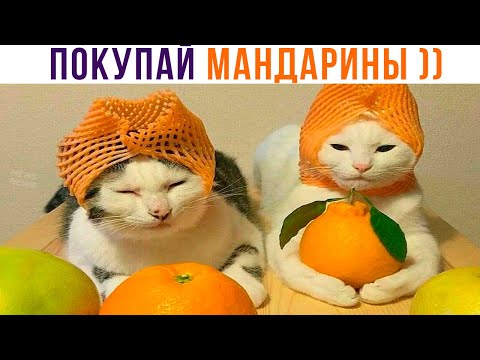 Видео: СВЕЖИЕ МАНДАРИНЫ, ТОЛЬКО С ПОЛА ))) Приколы с котами | Мемозг 1174