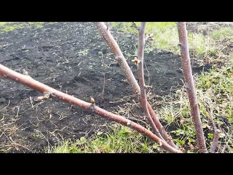 Видео: Весна,черешни.Состояние попкорн.Липецк.