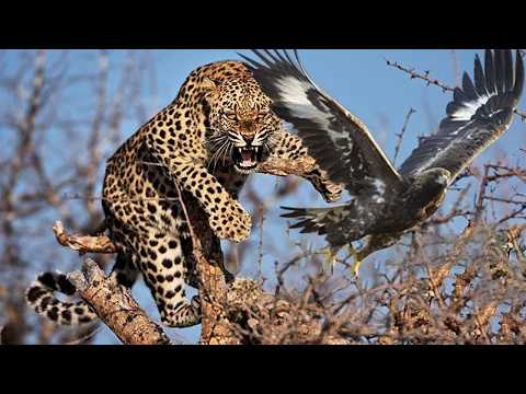 Видео: НЕВЕРОЯТНЫЕ ПРЫЖКИ Кошек во время Охоты!