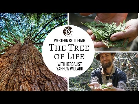 Видео: Кедр «Древо жизни» | Ярроу Уиллард К. Х. | Harmonic Arts