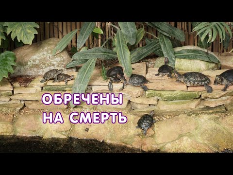 Видео: Обречены на смерть: почему Росприроднадзор советует не заводить красноухих черепах