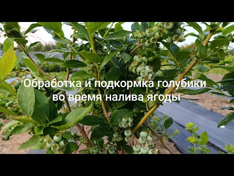 Видео: Обработка и подкормка голубики во время налива ягоды